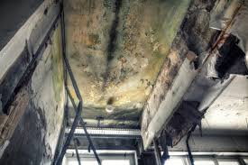 Best Black Mold Removal  in Somerville, MA